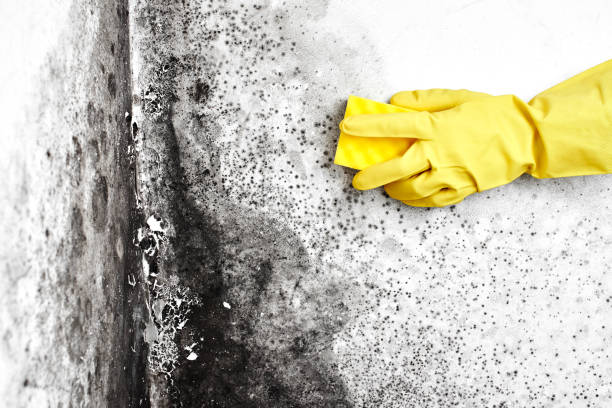 Trusted Oil City, PA Mold Remediation Experts